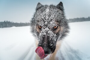 Wolf Close Up