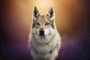 Wolf Dog (1024x768) Resolution Wallpaper