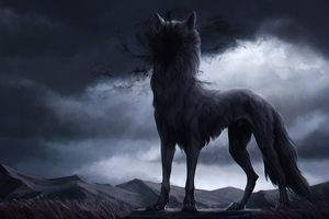 Wolf In Shadow 4k
