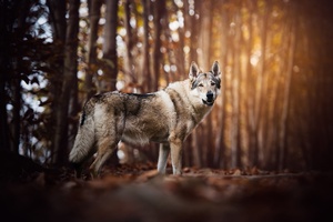Wolf Look Like Dog (1280x720) Resolution Wallpaper