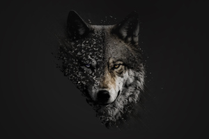 Wolf Minimal 4k Wallpaper