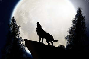 Wolf The Midnight Colf (1920x1080) Resolution Wallpaper