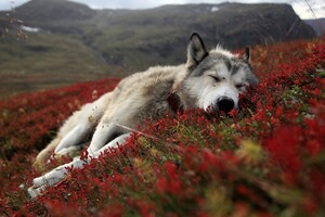 Wolf Wild Wallpaper