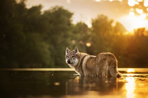 Wolfdog (1400x900) Resolution Wallpaper