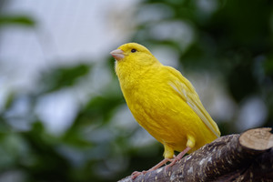 Yellow Canary Wallpaper