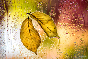 Yellow Leaves Autumn Macro 5k Wallpaper