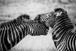 Zebras Black And White 4k (1336x768) Resolution Wallpaper
