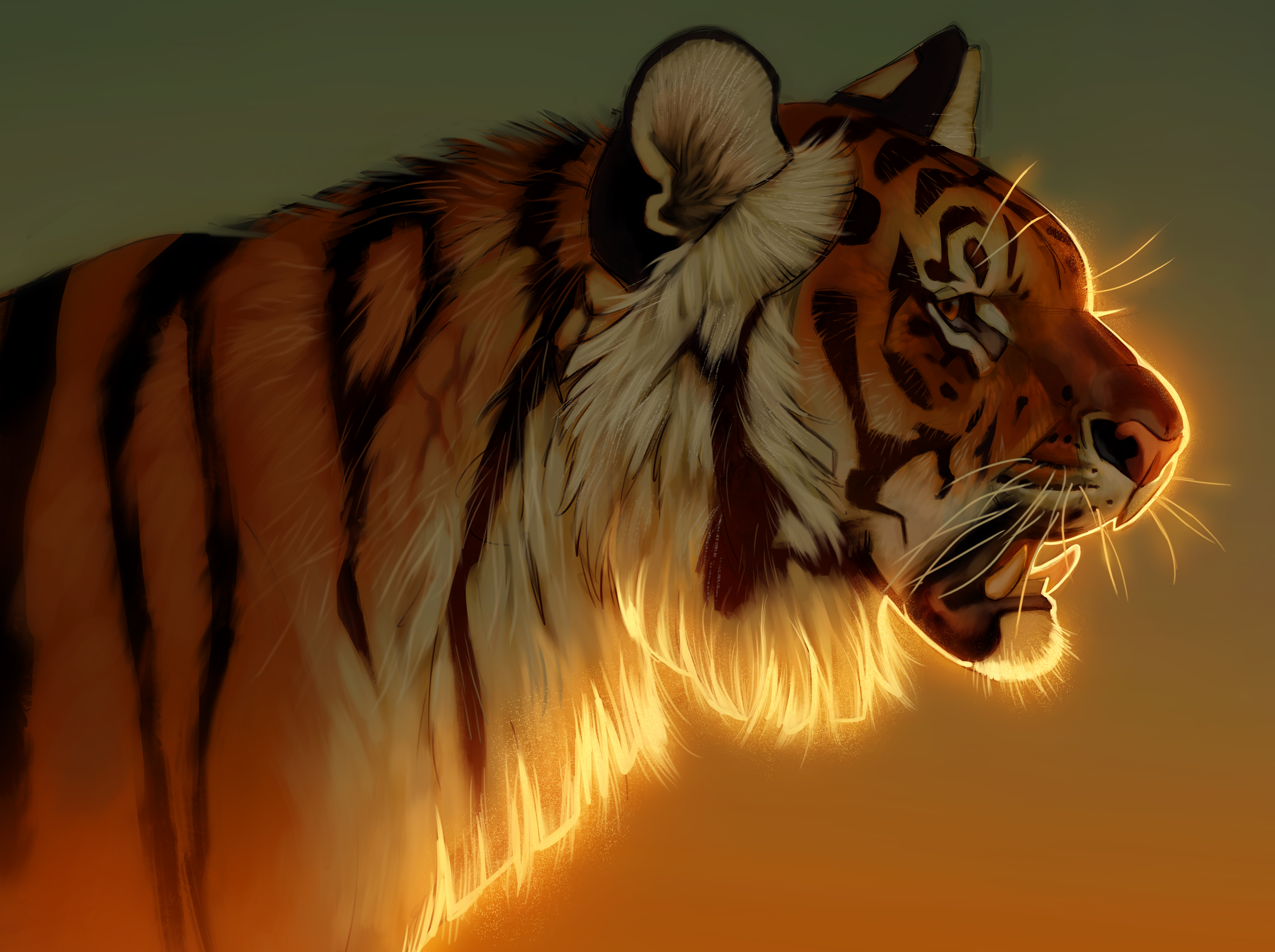 1920x1080 Tiger Evening Glow 5k Laptop Full Hd 1080p Hd 4k Wallpapers Images Backgrounds Photos And Pictures