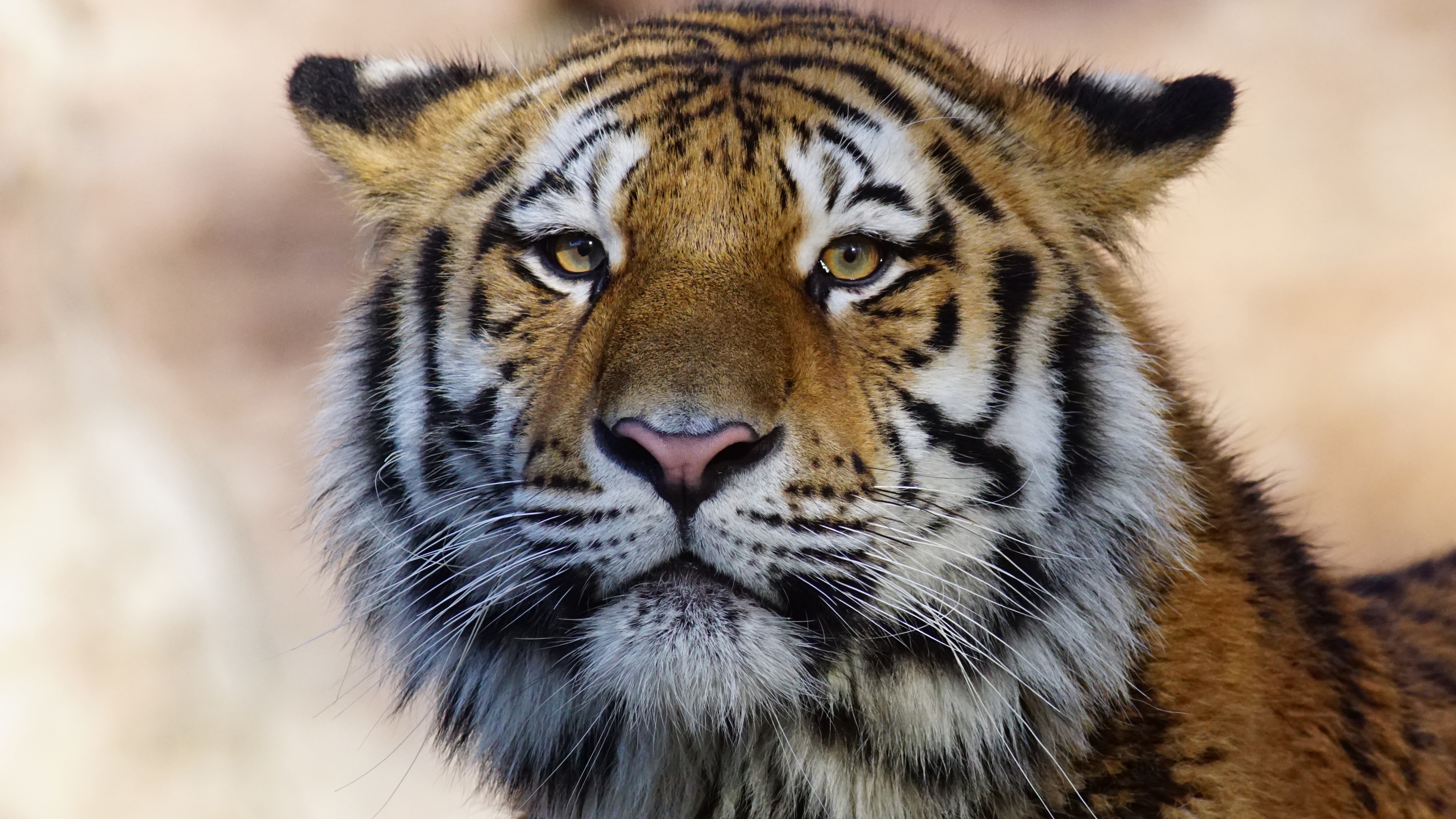 Tiger Wild Animal 4k, HD Animals, 4k Wallpapers, Images, Backgrounds,  Photos and Pictures