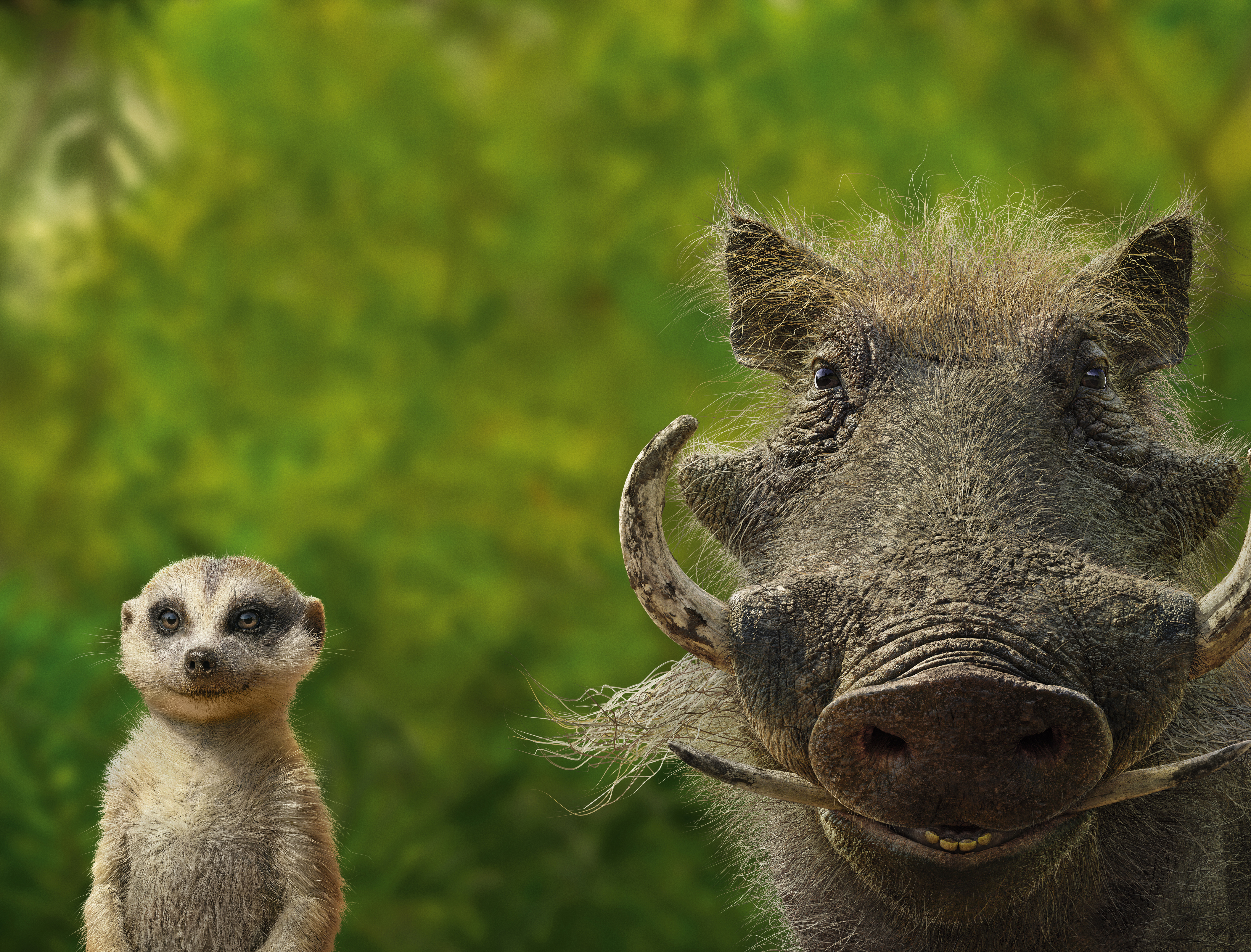 Timon And Pumbaa, HD Movies, 4k Wallpapers, Images, Backgrounds, Photos and  Pictures
