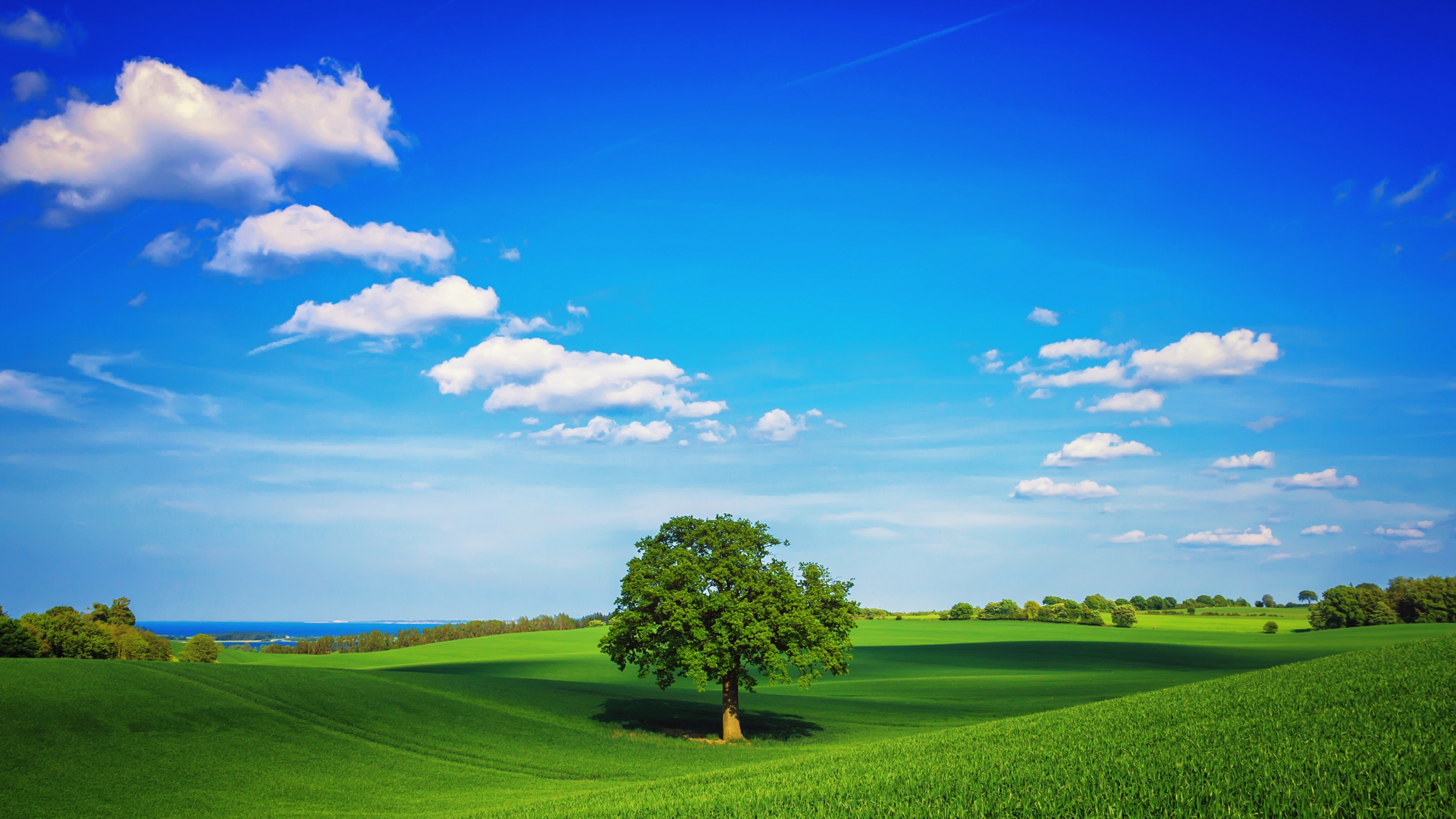 Tree Field Plain HD, HD Nature, 4k Wallpapers, Images, Backgrounds, Photos  and Pictures