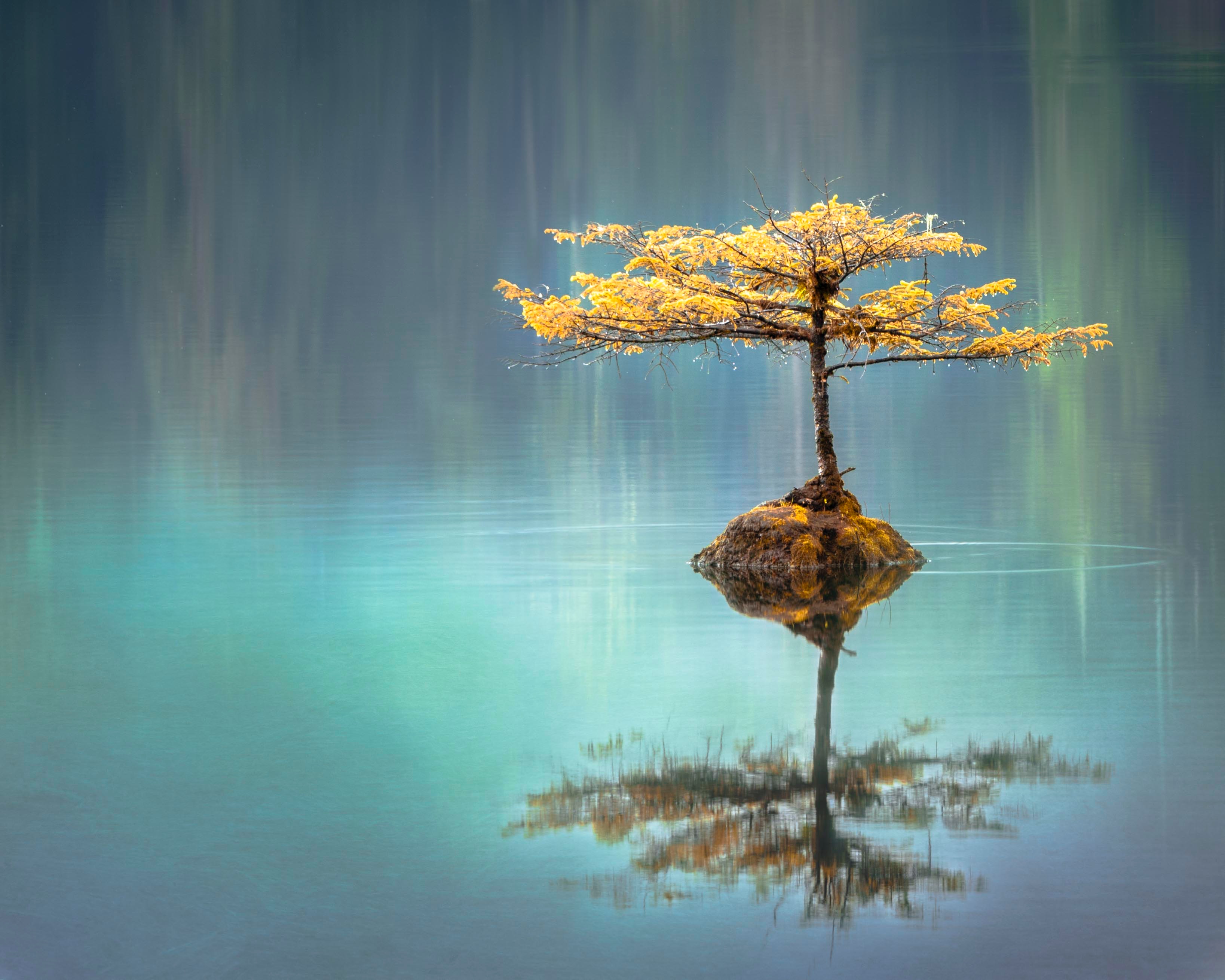 Tree In The Middle Of Lake, HD Nature, 4k Wallpapers, Images, Backgrounds,  Photos and Pictures