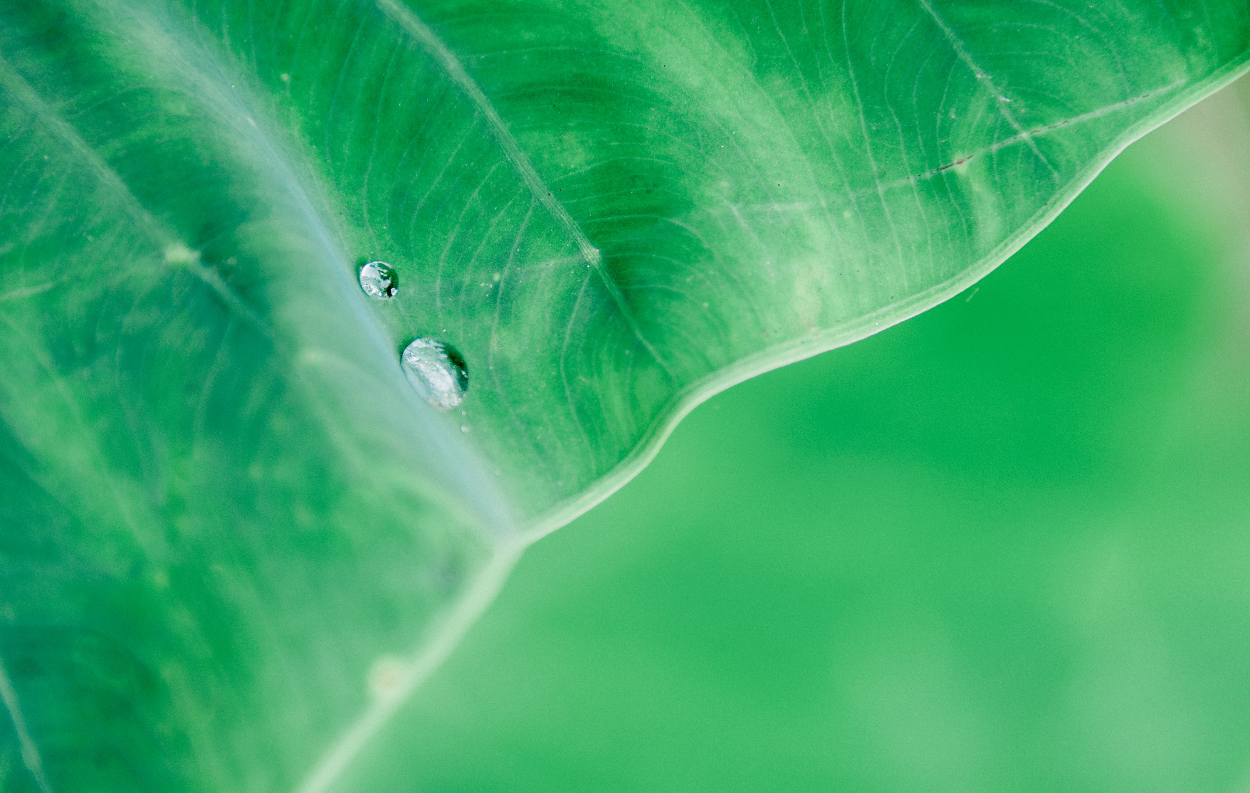 Water Drop On Leaf Macro 4k, HD Nature, 4k Wallpapers, Images ...