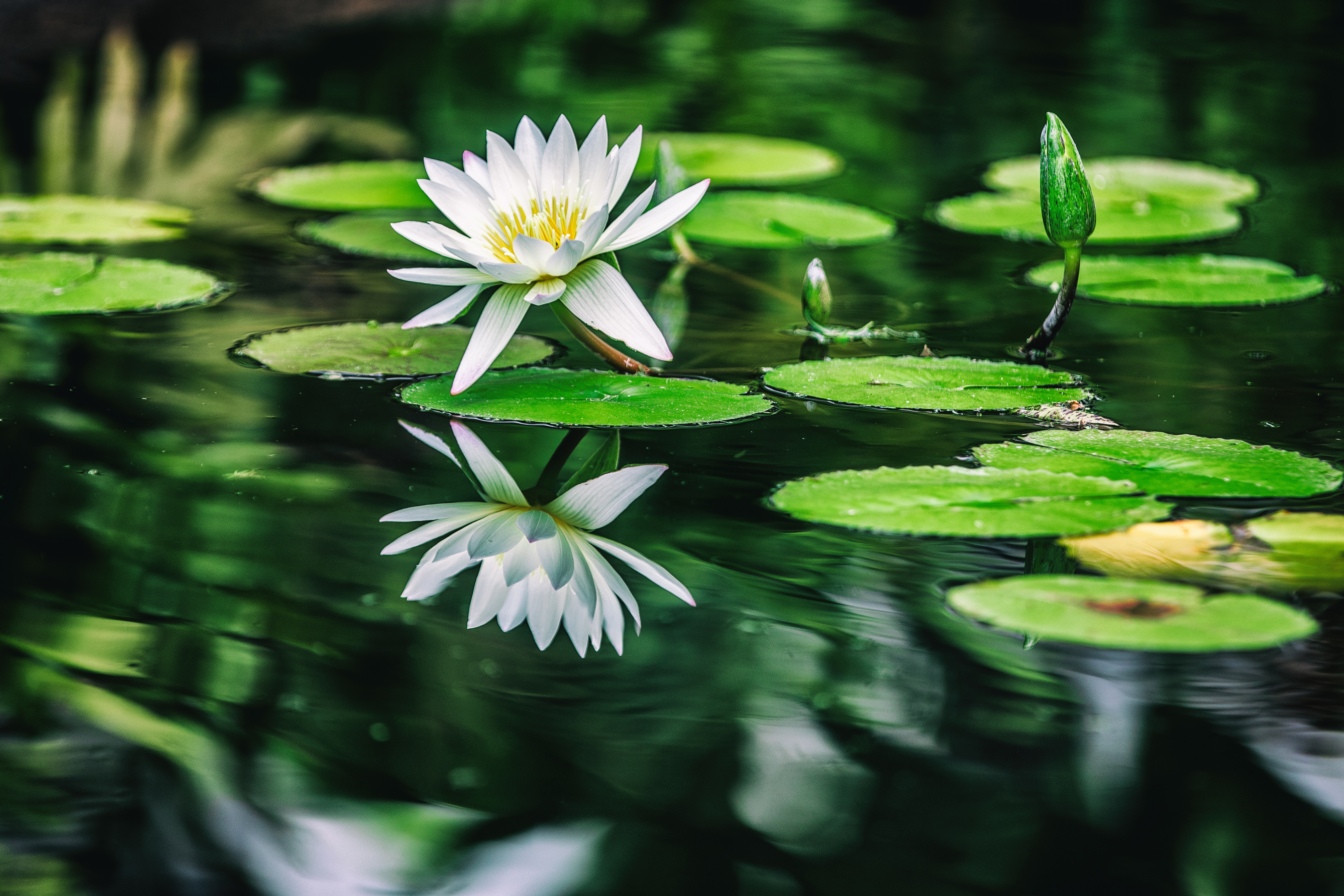 Water Lilies 5k, HD Flowers, 4k Wallpapers, Images, Backgrounds, Photos and  Pictures