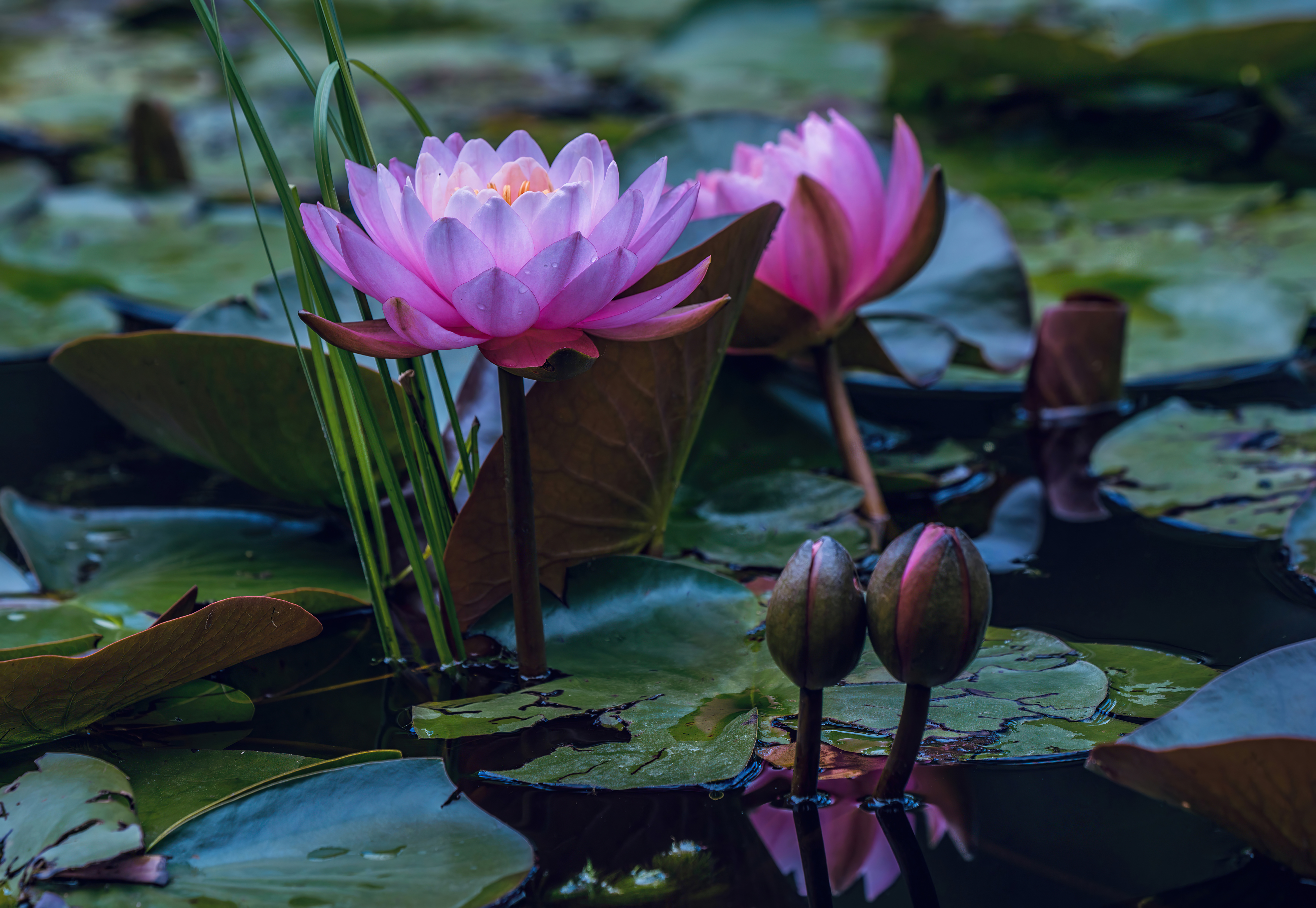 Water Lilies In Pond, HD Flowers, 4k Wallpapers, Images, Backgrounds,  Photos and Pictures