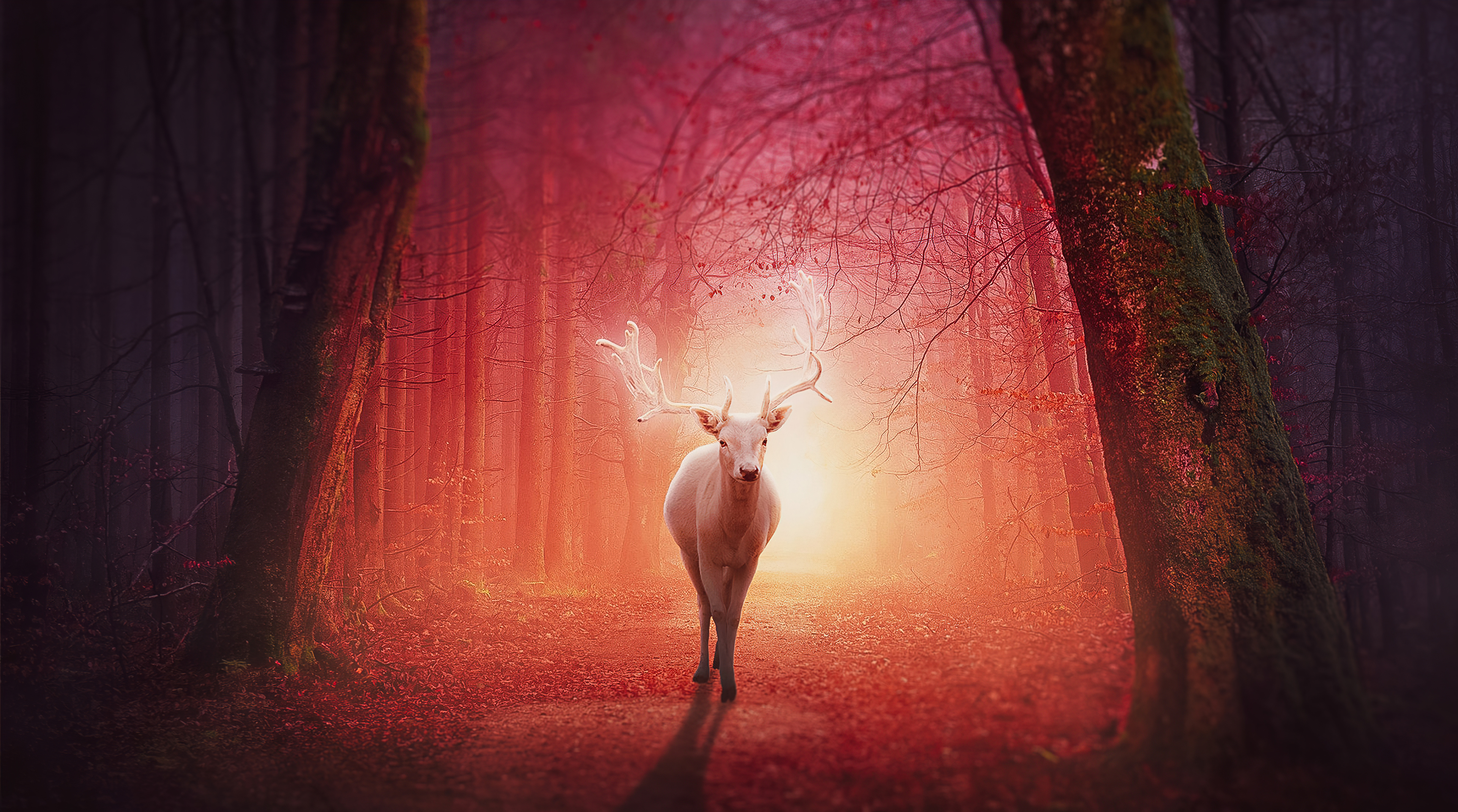White Deer In Magical Forest 4k, HD Artist, 4k Wallpapers, Images,  Backgrounds, Photos and Pictures
