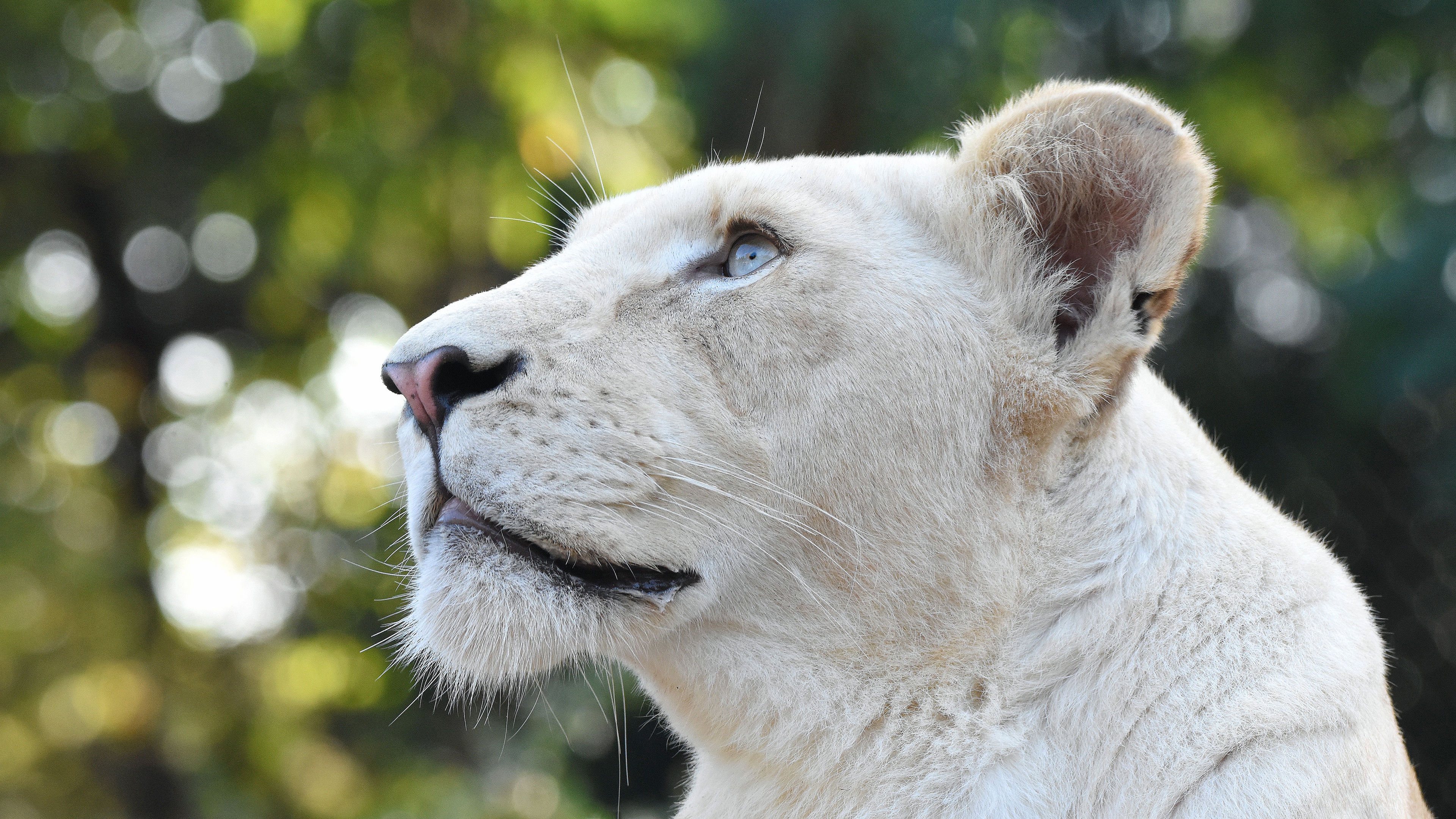 White Lion Wallpaper APK 26 for Android  Download White Lion Wallpaper  APK Latest Version from APKFabcom