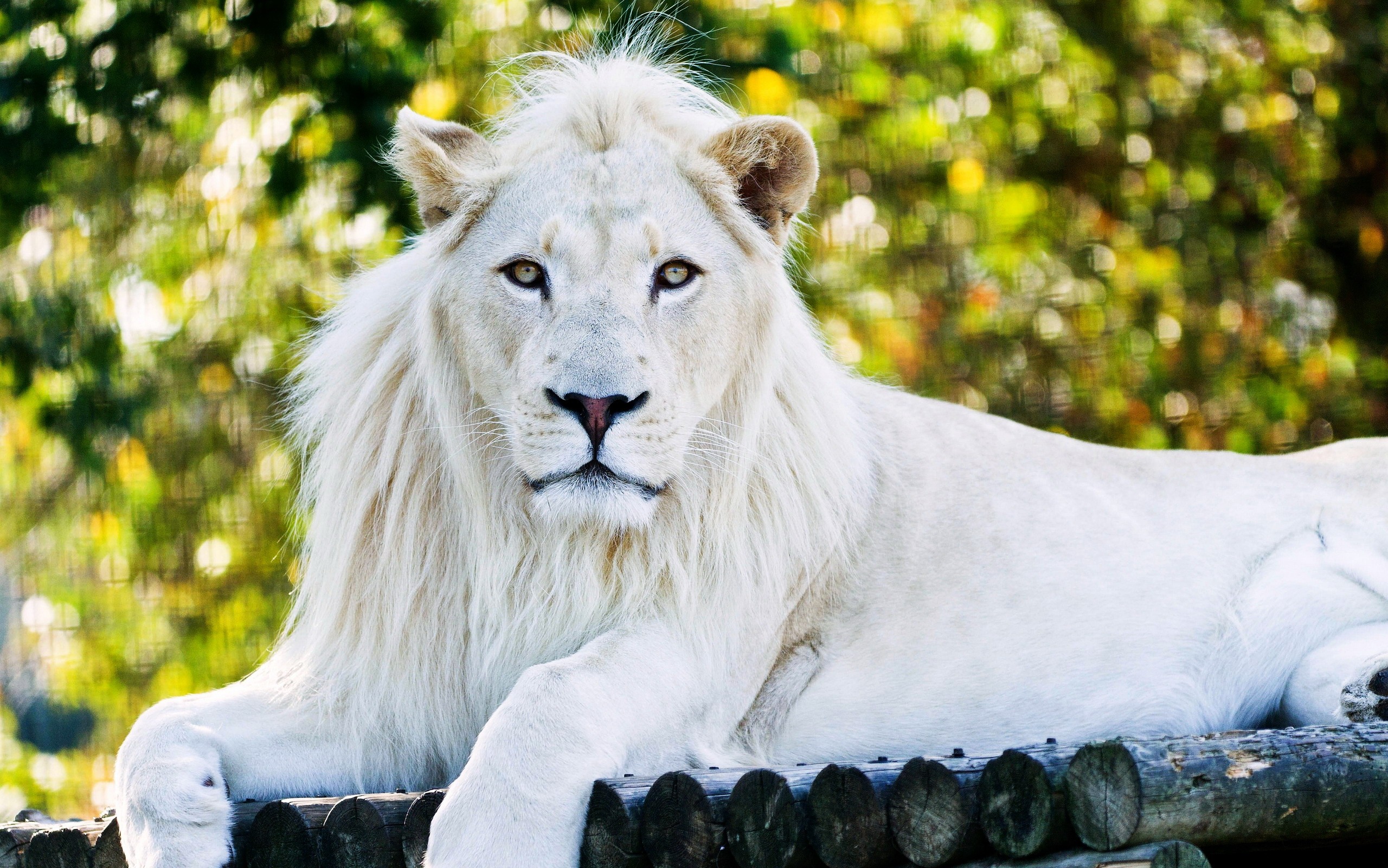 White Lion, HD Animals, 4k Wallpapers, Images, Backgrounds, Photos and  Pictures