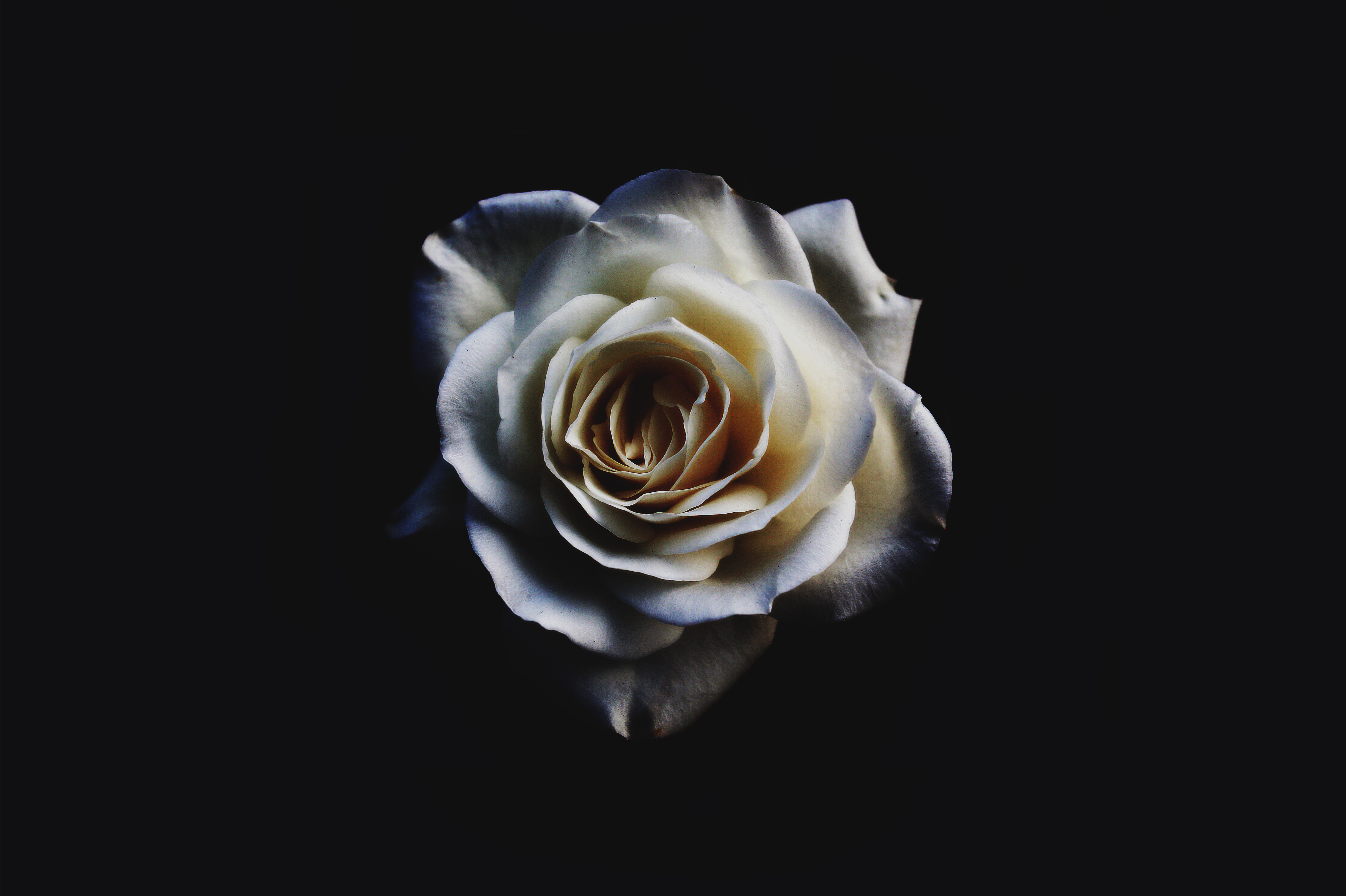 Featured image of post White Roses Wallpaper Desktop rainbow roses wallpaper iphone android desktop 1440 2560