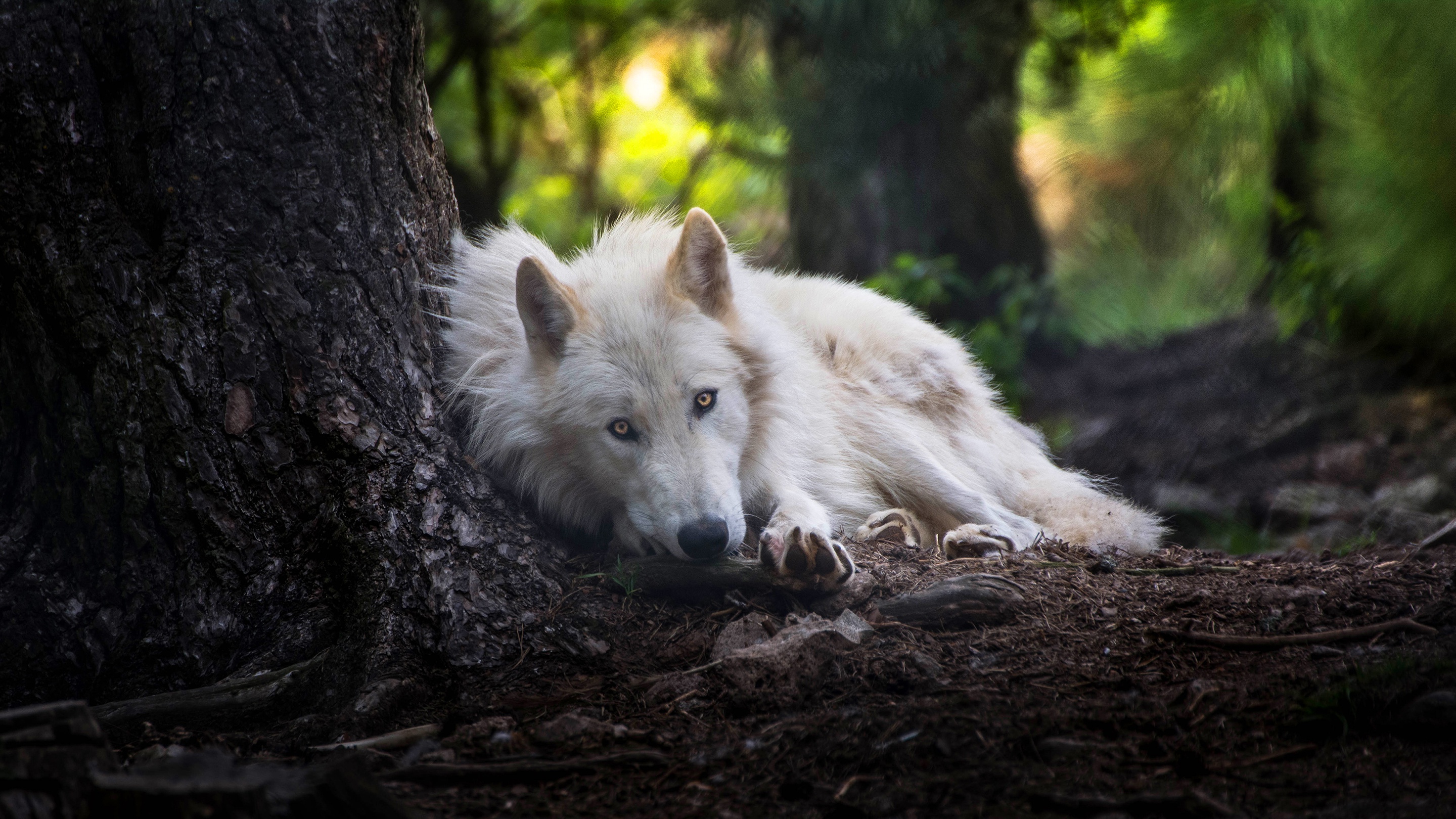 White Wolf, HD Animals, 4k Wallpapers, Images, Backgrounds ...