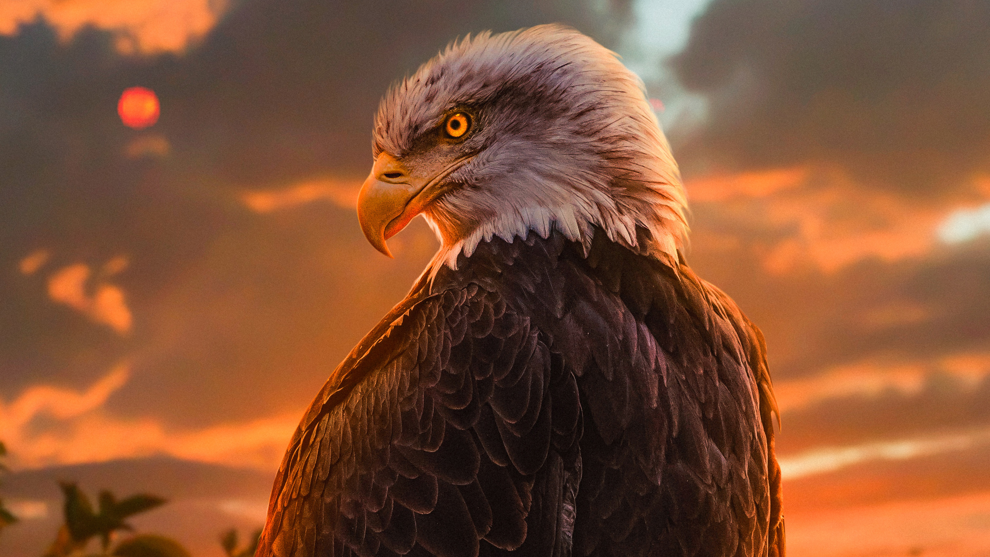 Wild Bald Eagle 4k, HD Birds, 4k Wallpapers, Images ...