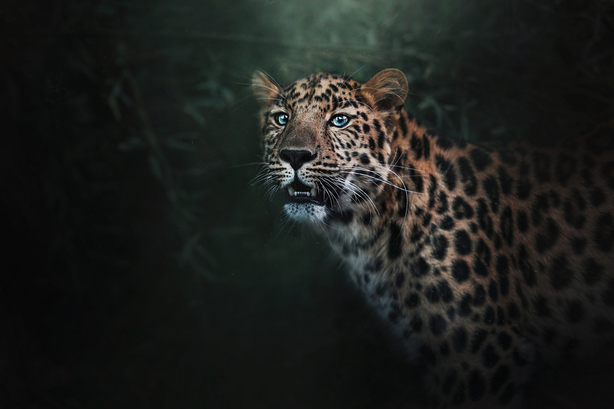 Wild Jaguar, HD Animals, 4k Wallpapers, Images, Backgrounds, Photos and  Pictures