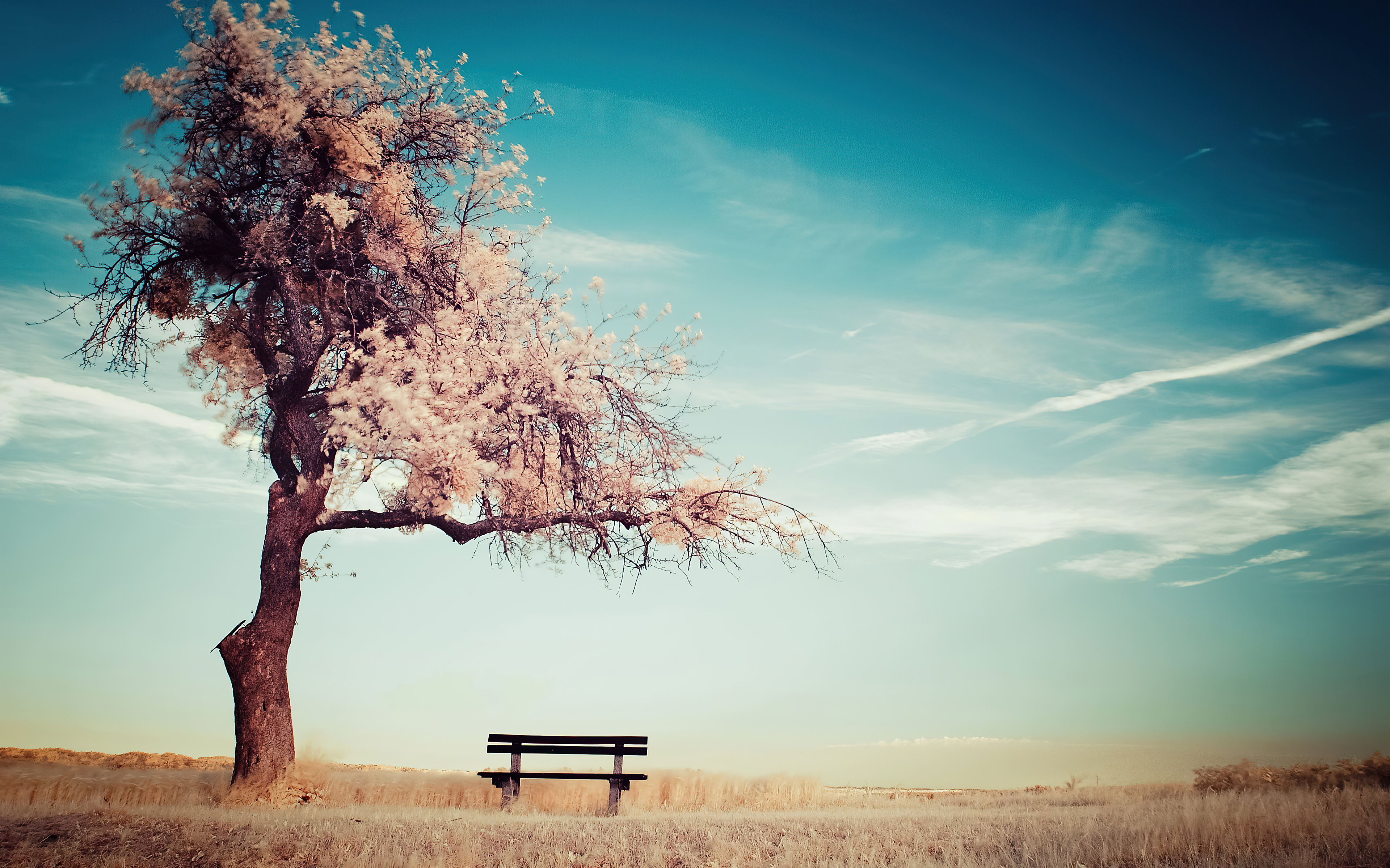 Winter Tree Bench 4k, HD Nature, 4k Wallpapers, Images, Backgrounds, Photos  and Pictures