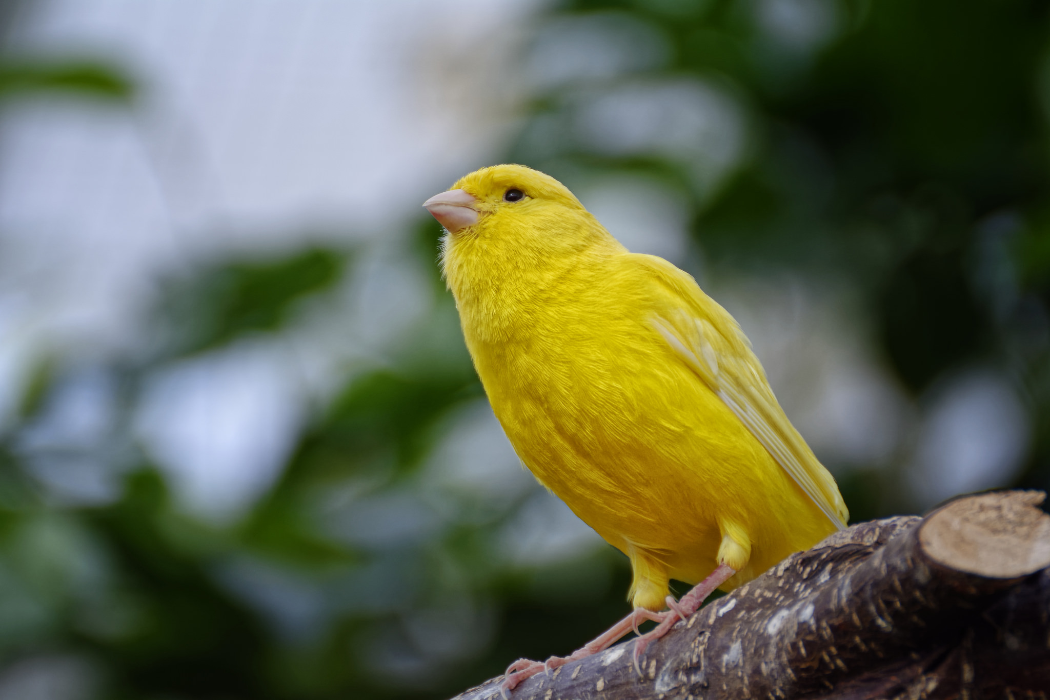 WALLPAPER SEPTEMBER 2020 – Canary Yellow