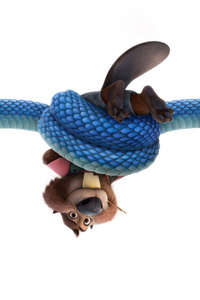 2025 Zootopia 2 (750x1334) Resolution Wallpaper
