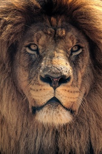 4k Lion Hd