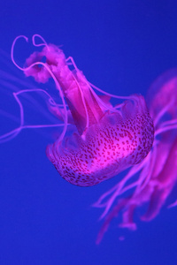 5k Jellyfish