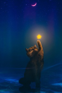 A Charming Cat Reaches For A Cute Star (240x320) Resolution Wallpaper
