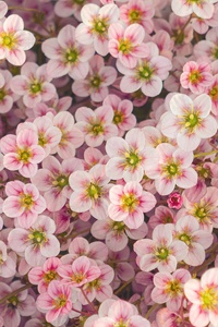 A Close Up Of A Flower 5k (640x960) Resolution Wallpaper