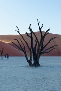 A Dead Tree In The Middle Of A Desert (480x854) Resolution Wallpaper