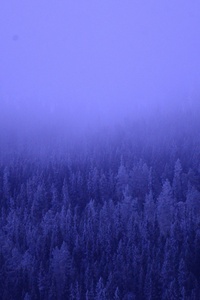 A Foggy Forest Blue Trees 5k (1125x2436) Resolution Wallpaper