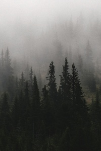 A Forest Filled With Lots Of Trees Covered In Fog (2160x3840) Resolution Wallpaper