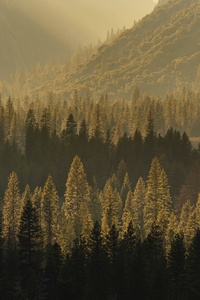 A Forest Of Trees In A Valley (540x960) Resolution Wallpaper