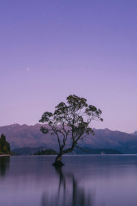 A Lone Tree In The Middle Of A Lake (640x1136) Resolution Wallpaper