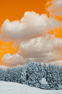 A Snow Covered Field With Trees Under A Cloudy Sky (1080x2280) Resolution Wallpaper