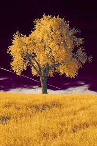 1242x2688 A Tree In A Field With A Purple Sky 5k