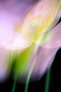 Abstract Flower Blur (640x960) Resolution Wallpaper