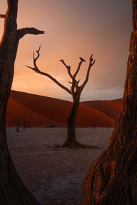 Acacia Trees Sand Dunes 4k (640x960) Resolution Wallpaper