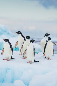 480x800 Adelie Penguin Antarctica