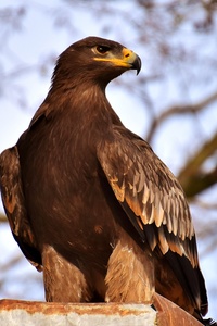 Adler Raptor