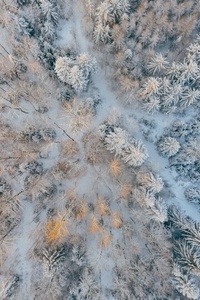 Aerial Short Of Cold Forest Snow Trees 4k