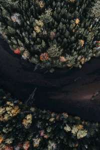 Aerial View Autumn Trees