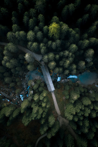 Aerial View Forest 4k
