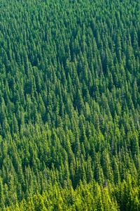 Aerial View Of Trees 4k (480x800) Resolution Wallpaper