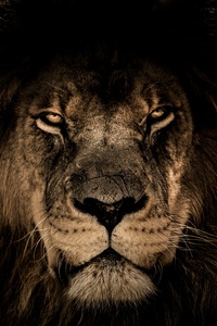 480x800 African Lion Face Closeup 5k