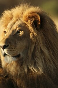 360x640 African Lion